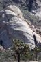 13JoshuaTree - 61